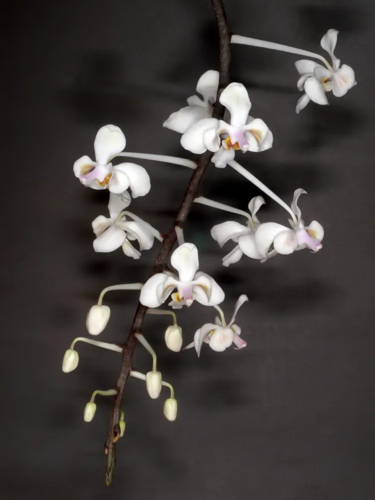 phalaenopsis celebensis plant showing characteristic features