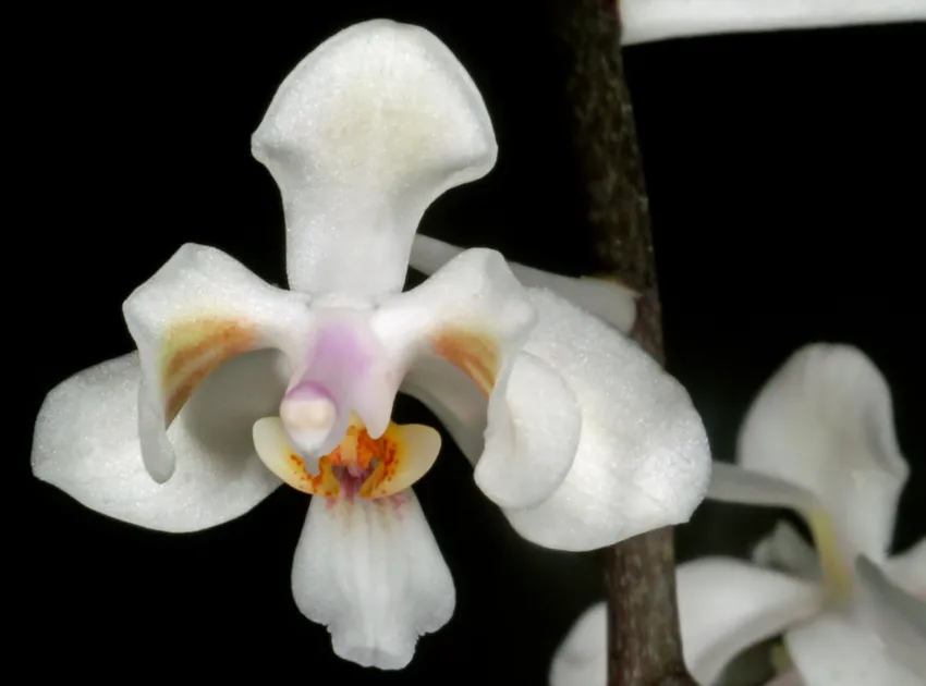 phalaenopsis celebensis plant showing characteristic features