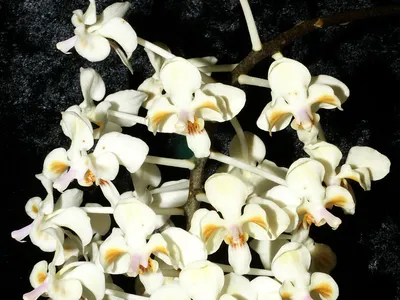 phalaenopsis celebensis thumbnail