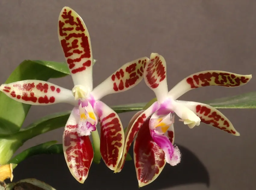 phalaenopsis corningiana plant showing characteristic features