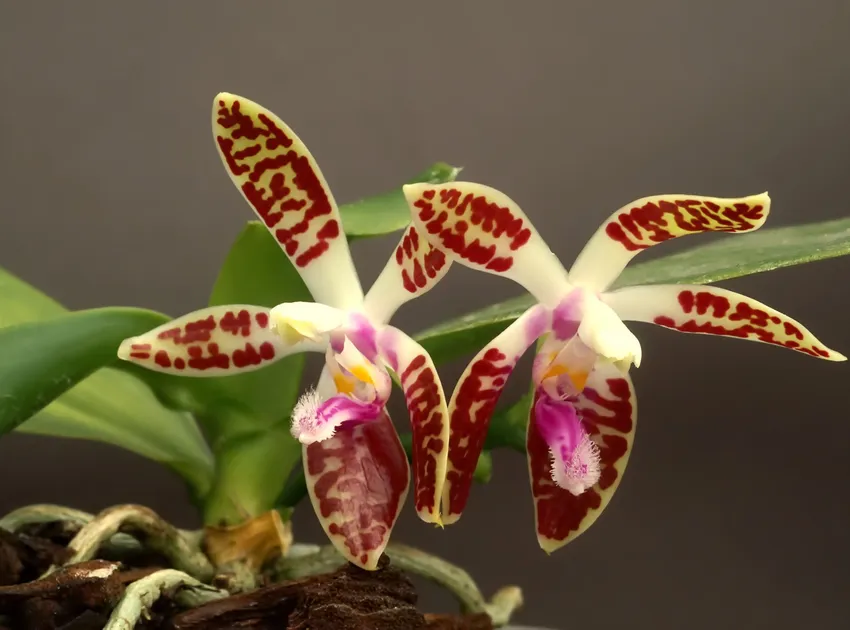 phalaenopsis corningiana plant showing characteristic features