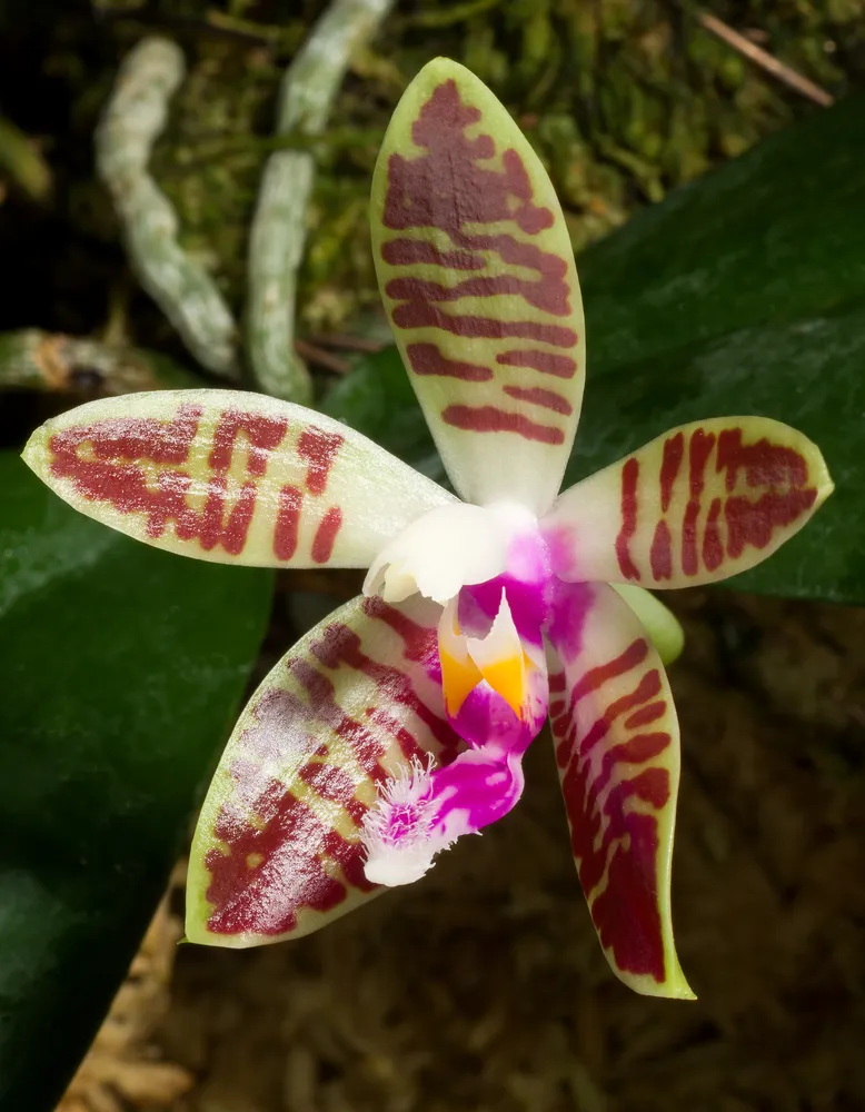 phalaenopsis corningiana plant showing characteristic features