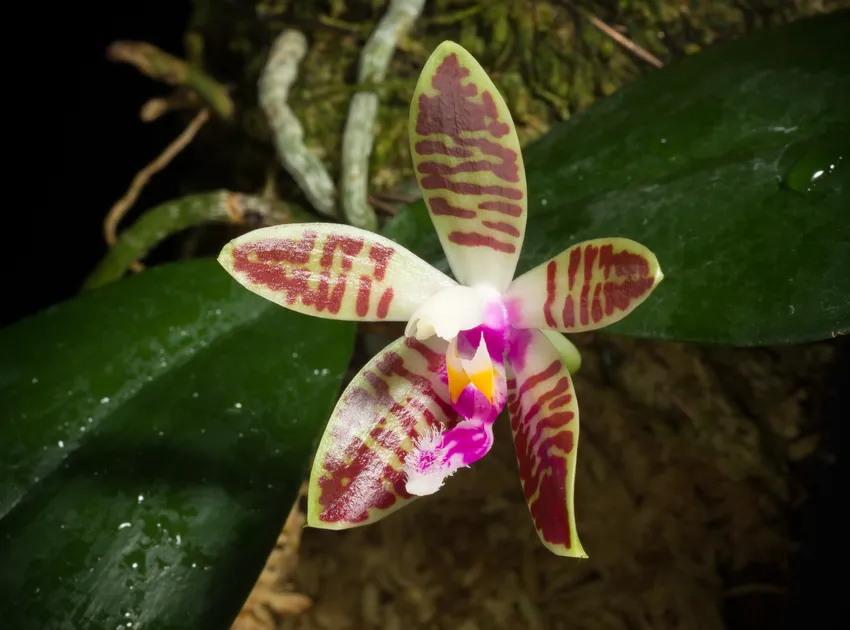 phalaenopsis corningiana plant showing characteristic features