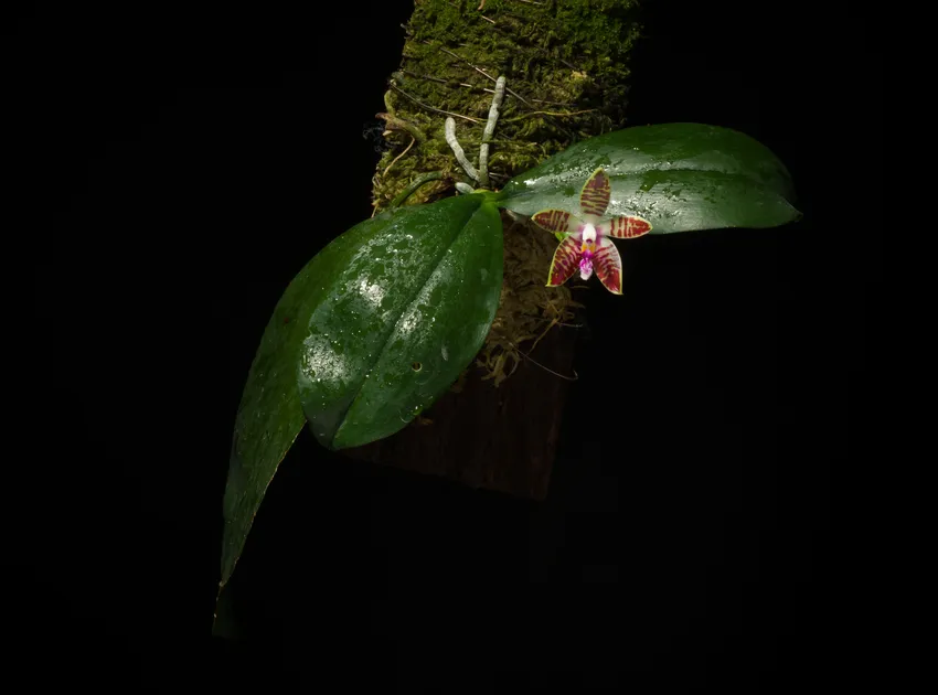 phalaenopsis corningiana plant showing characteristic features