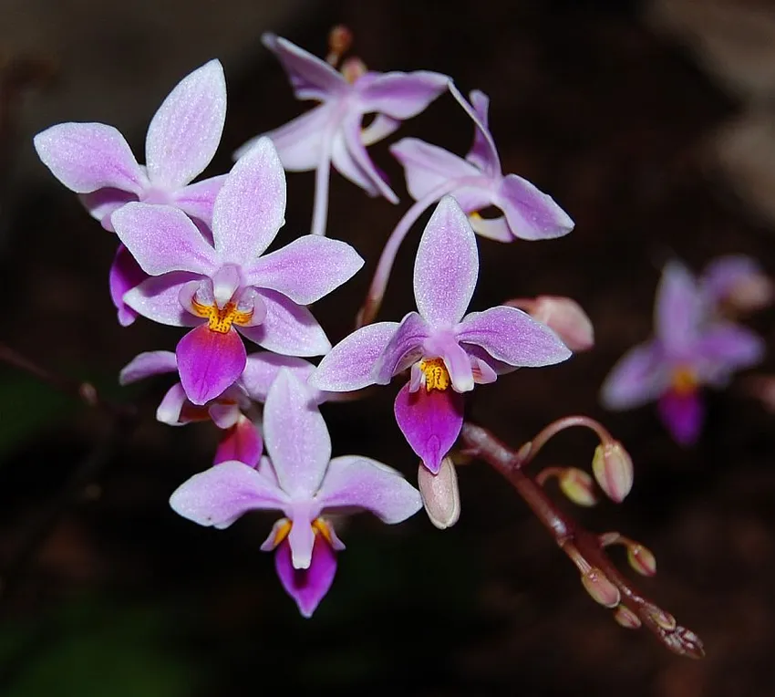 phalaenopsis equestris plant showing characteristic features