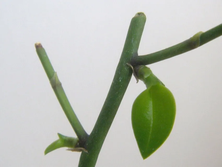 phalaenopsis equestris plant showing characteristic features