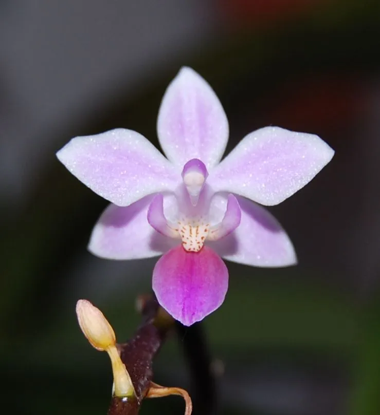 phalaenopsis equestris plant showing characteristic features