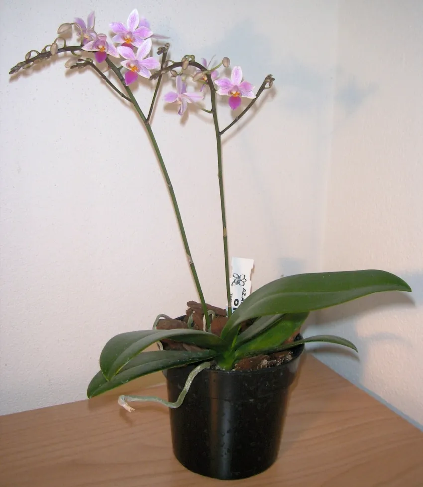 phalaenopsis equestris plant showing characteristic features