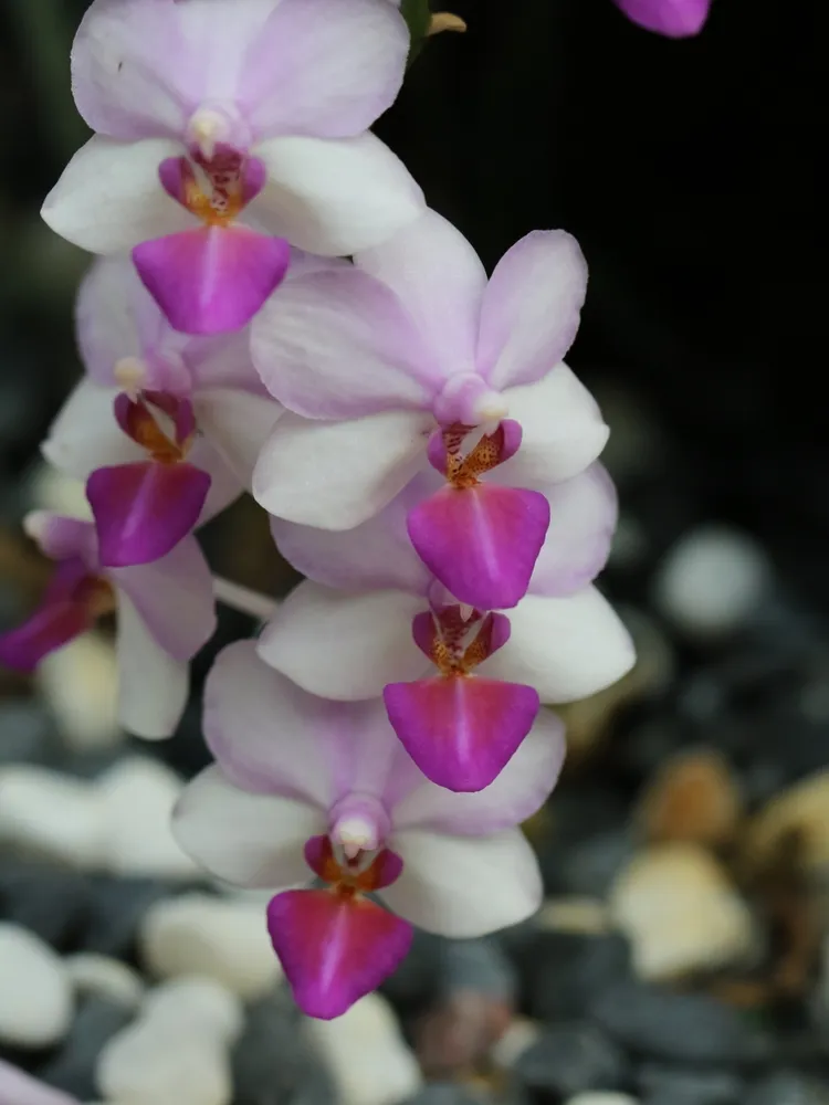 phalaenopsis equestris plant showing characteristic features