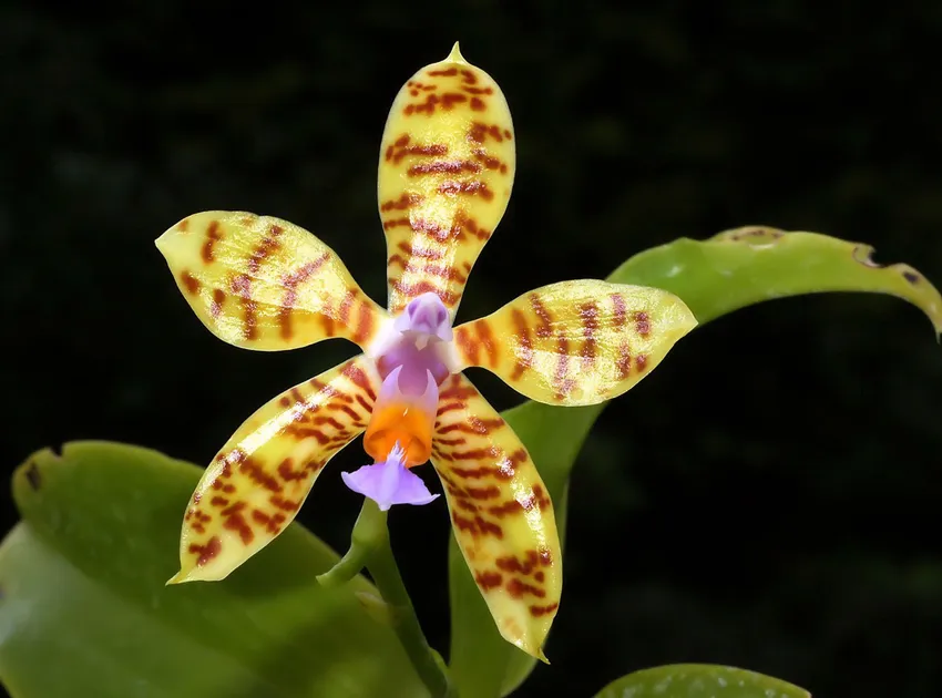 phalaenopsis fasciata plant showing characteristic features