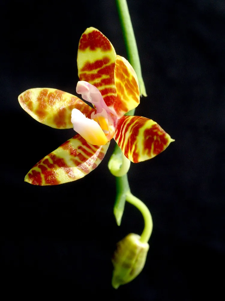 phalaenopsis fasciata plant showing characteristic features