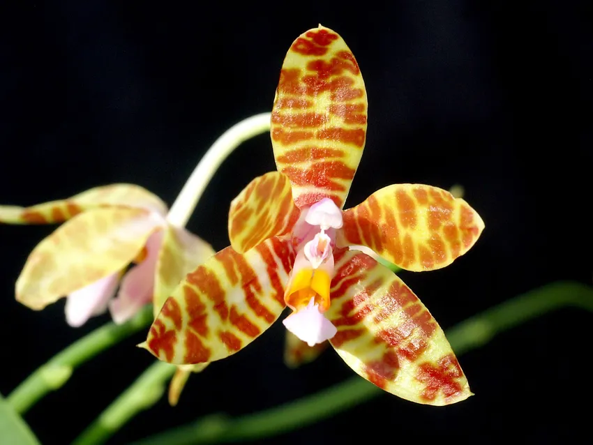 phalaenopsis fasciata plant showing characteristic features