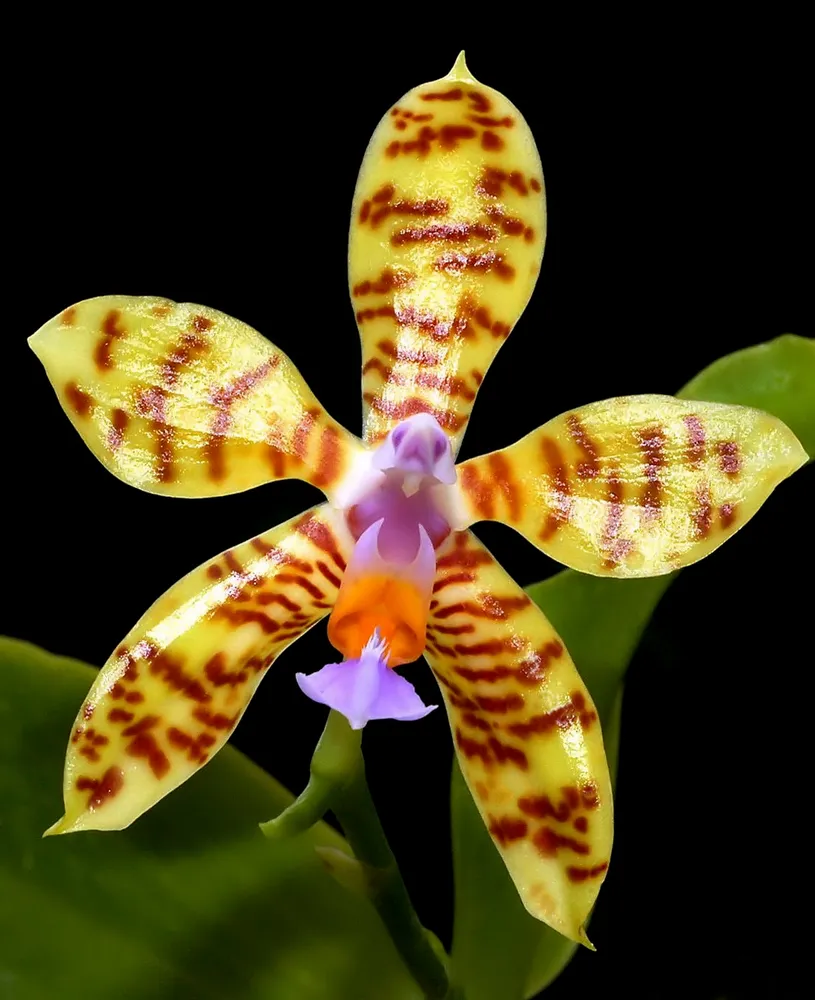 phalaenopsis fasciata plant showing characteristic features