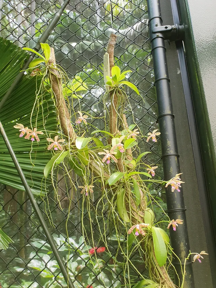 phalaenopsis fasciata plant showing characteristic features