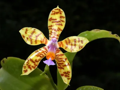 phalaenopsis fasciata thumbnail