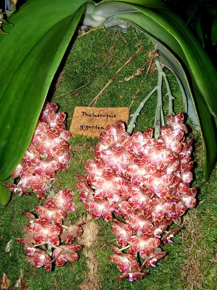 phalaenopsis gigantea plant showing characteristic features