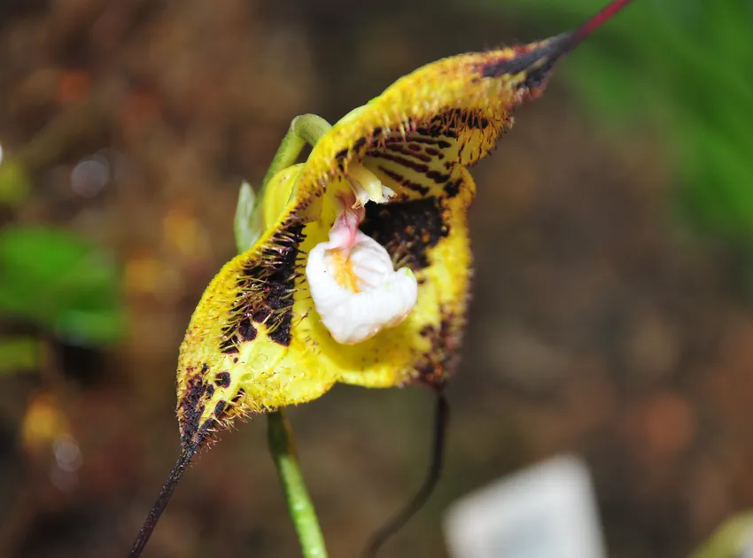 phalaenopsis gigantea plant showing characteristic features