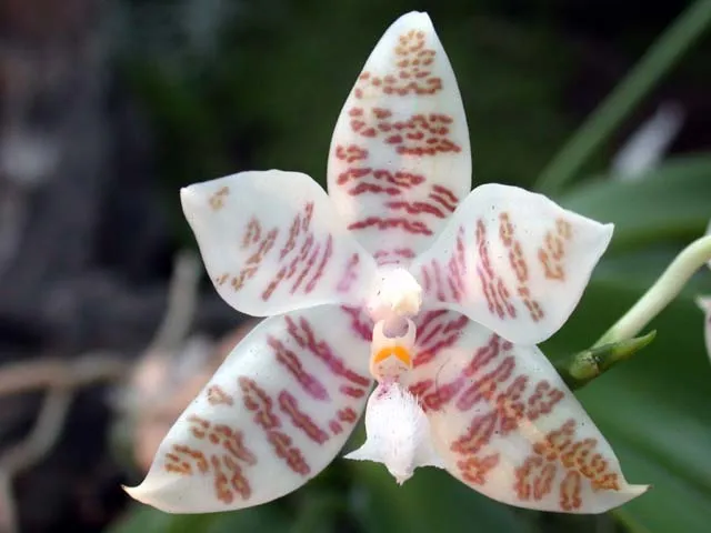 phalaenopsis hieroglyphica plant showing characteristic features