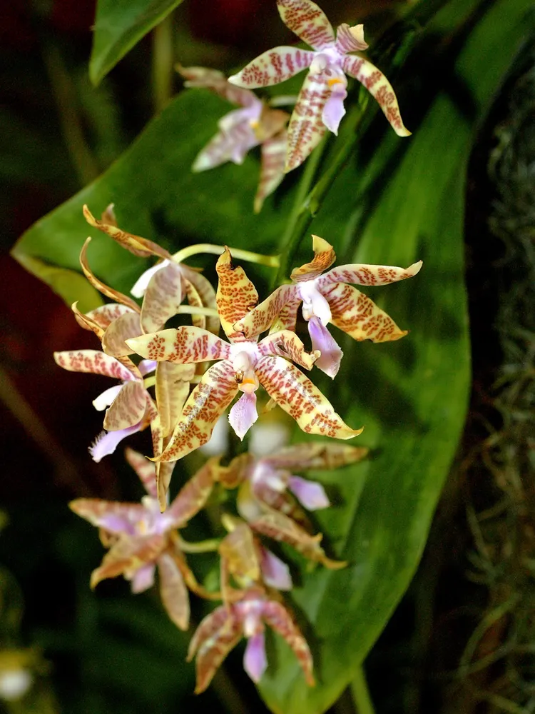 phalaenopsis hieroglyphica plant showing characteristic features