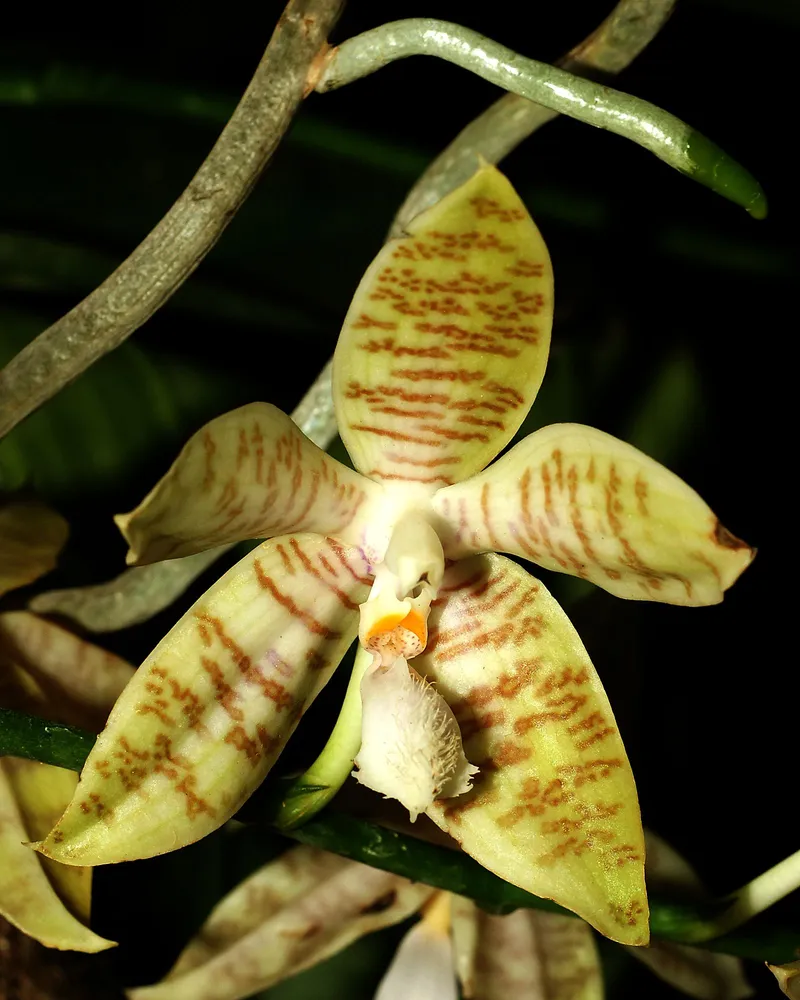 phalaenopsis hieroglyphica plant showing characteristic features