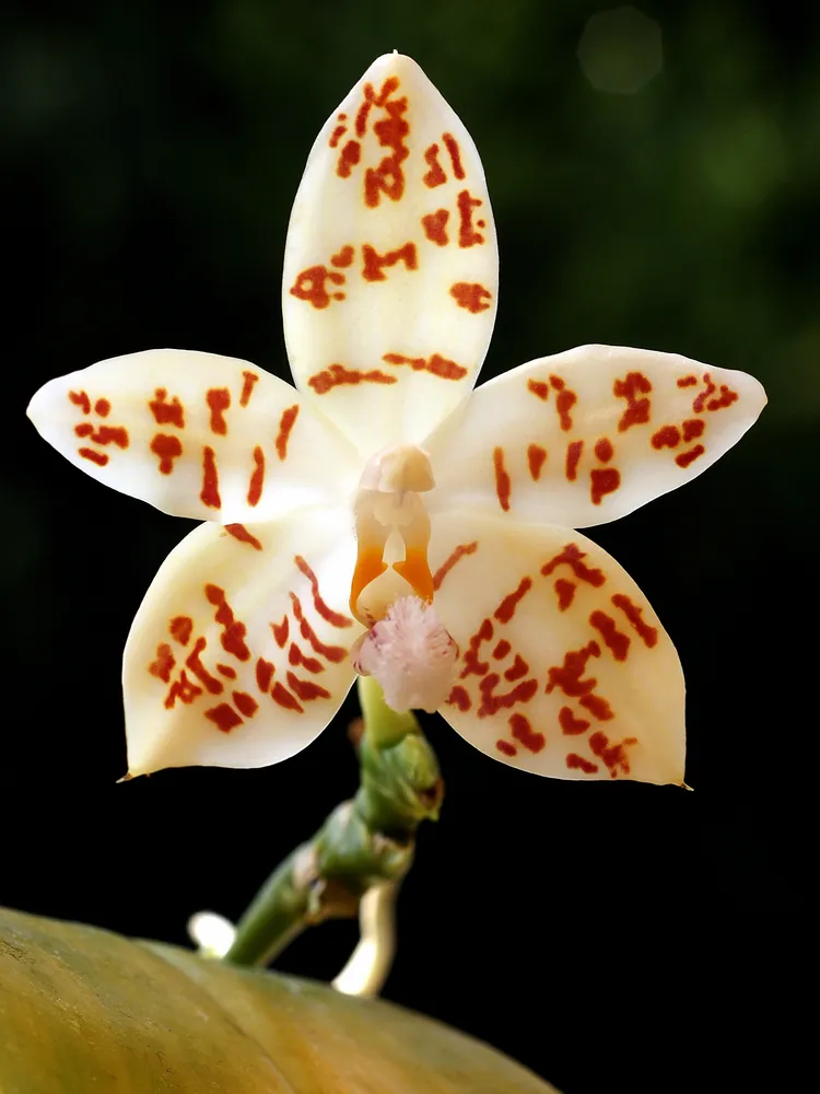 phalaenopsis hieroglyphica plant showing characteristic features