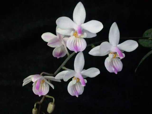 phalaenopsis lindenii plant showing characteristic features