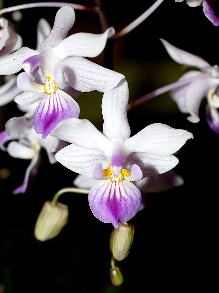 phalaenopsis lindenii plant showing characteristic features