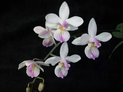 phalaenopsis lindenii thumbnail