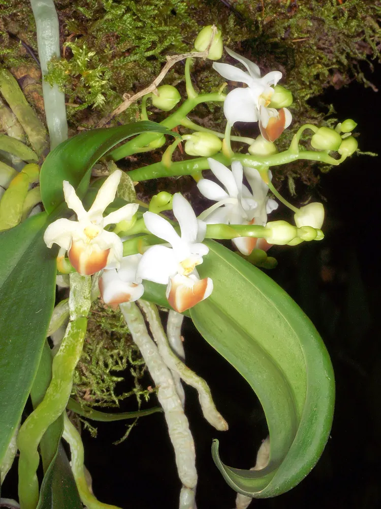 phalaenopsis lobbii plant showing characteristic features