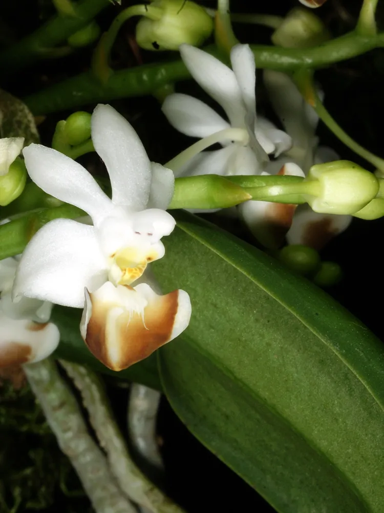 phalaenopsis lobbii plant showing characteristic features