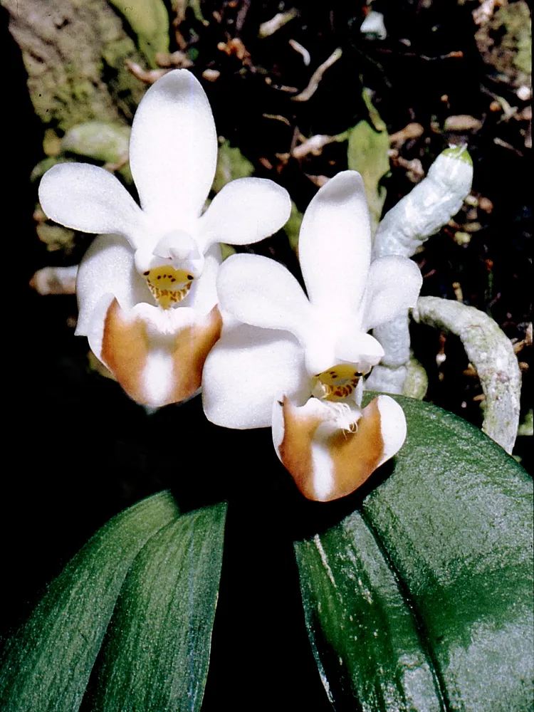 phalaenopsis lobbii plant showing characteristic features