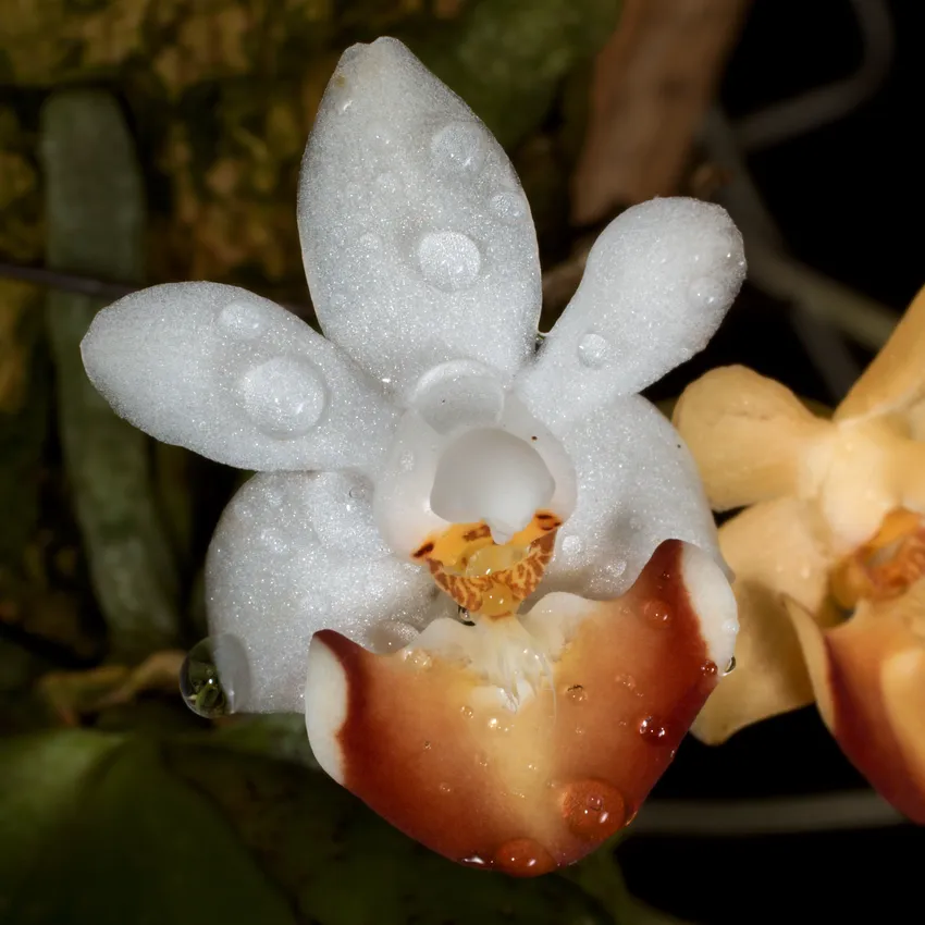 phalaenopsis lobbii plant showing characteristic features