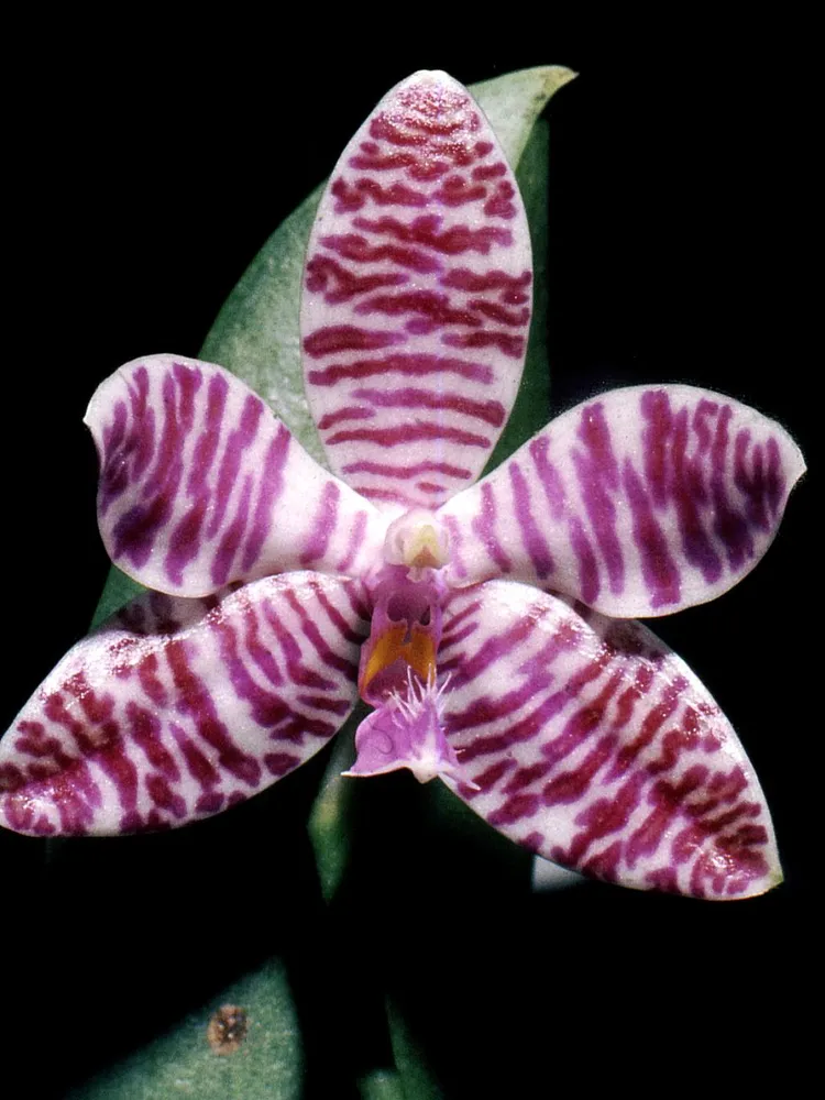 phalaenopsis lueddemanniana plant showing characteristic features