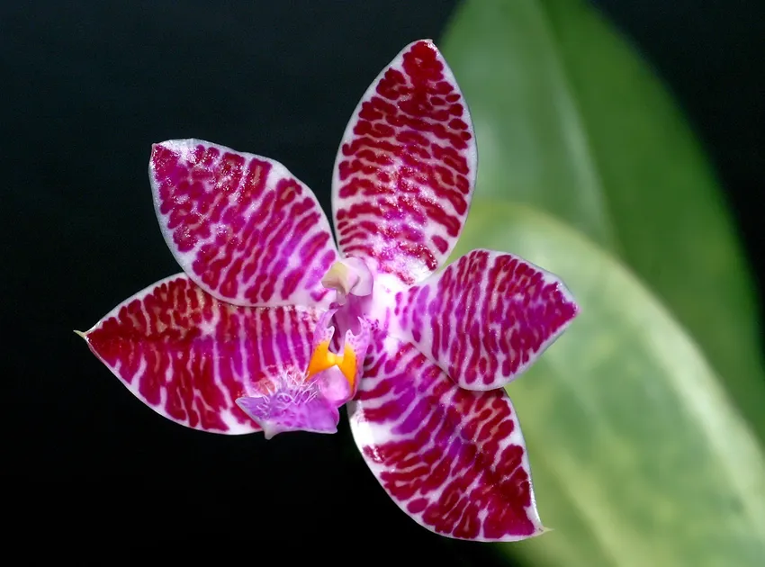 phalaenopsis lueddemanniana plant showing characteristic features