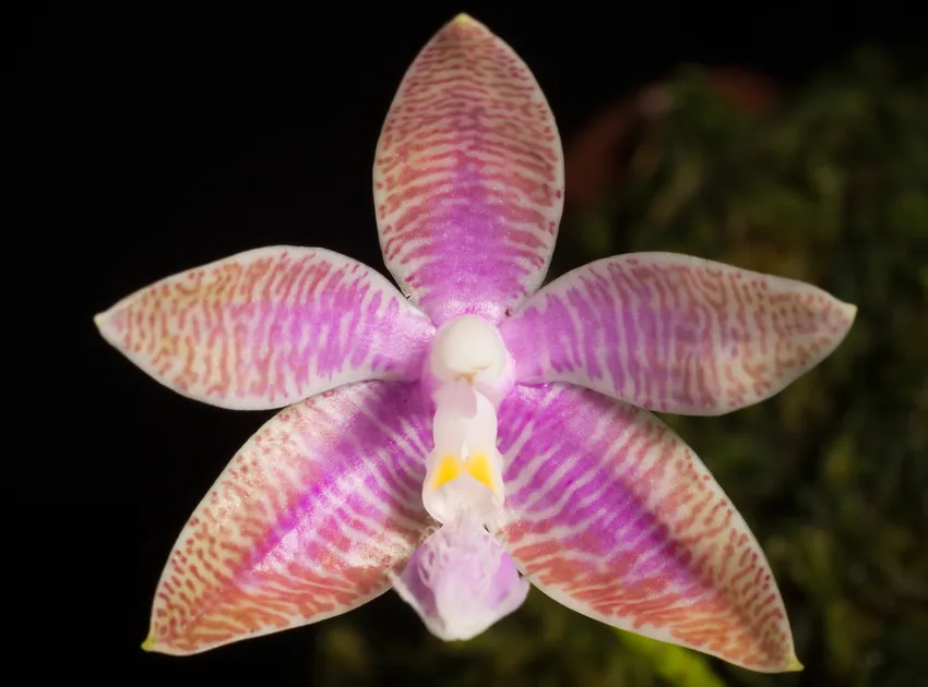 phalaenopsis lueddemanniana plant showing characteristic features