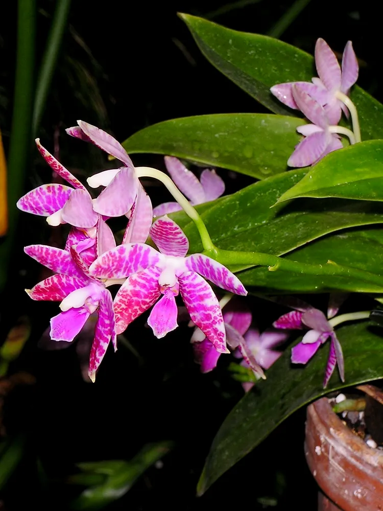 phalaenopsis lueddemanniana plant showing characteristic features