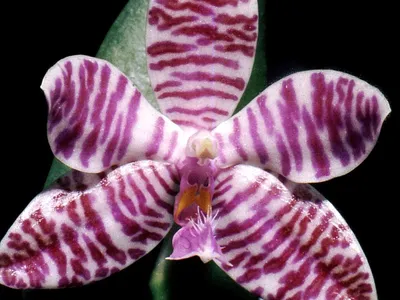 phalaenopsis lueddemanniana thumbnail