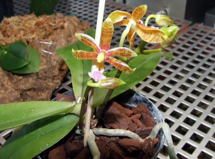 phalaenopsis mannii plant showing characteristic features