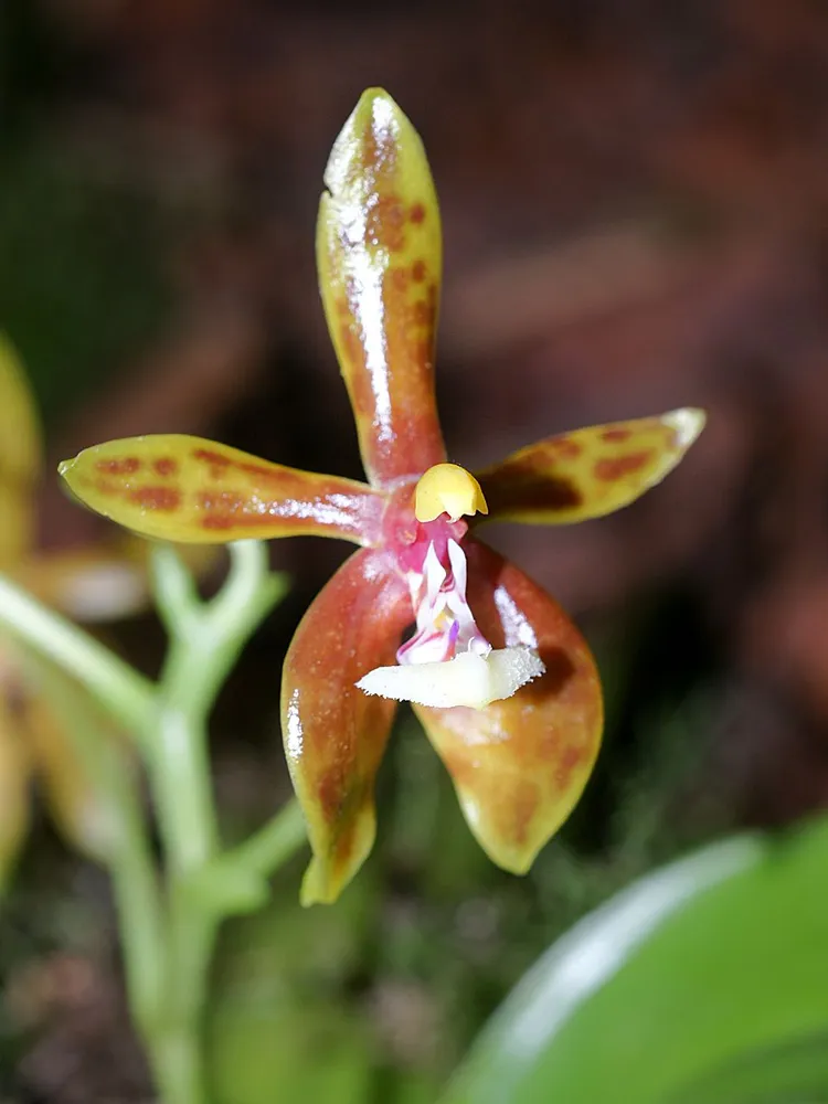 phalaenopsis mannii plant showing characteristic features