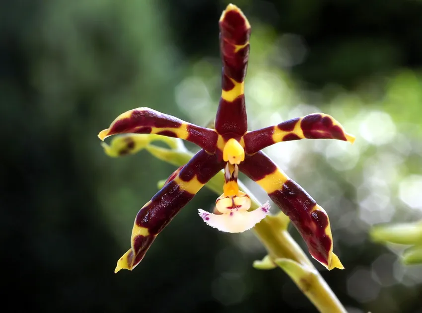 phalaenopsis mannii plant showing characteristic features