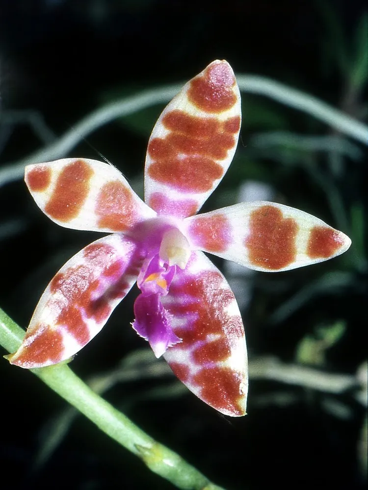 phalaenopsis mariae plant showing characteristic features