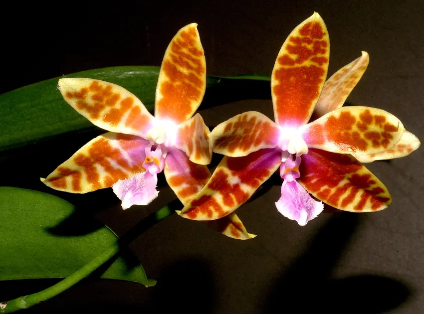 phalaenopsis mariae plant showing characteristic features