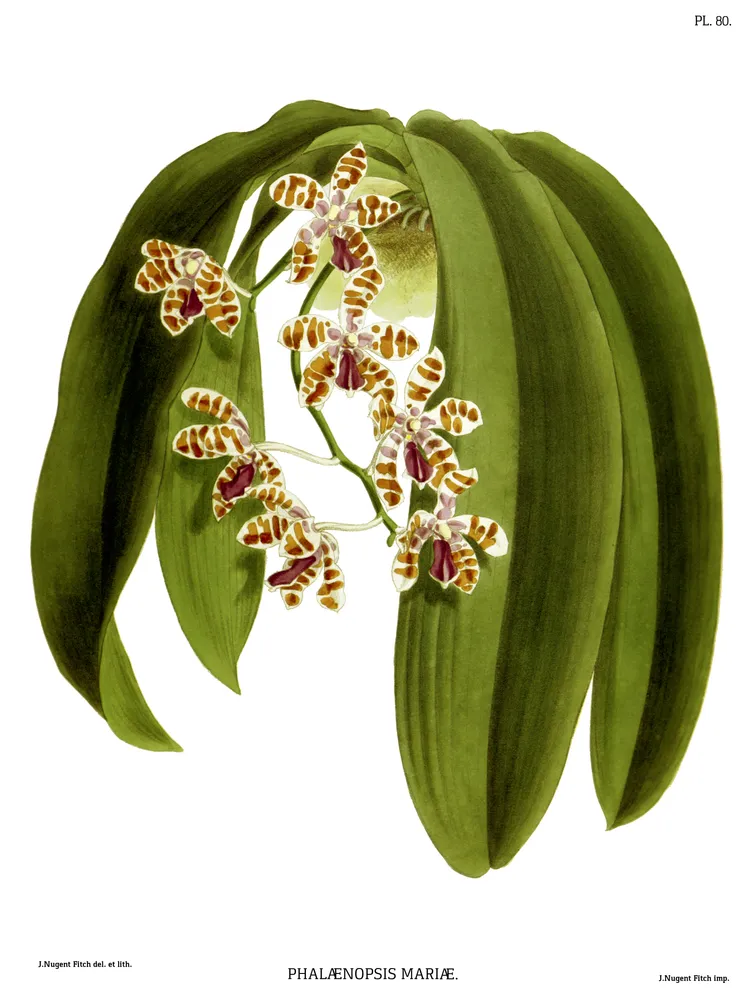 phalaenopsis mariae plant showing characteristic features