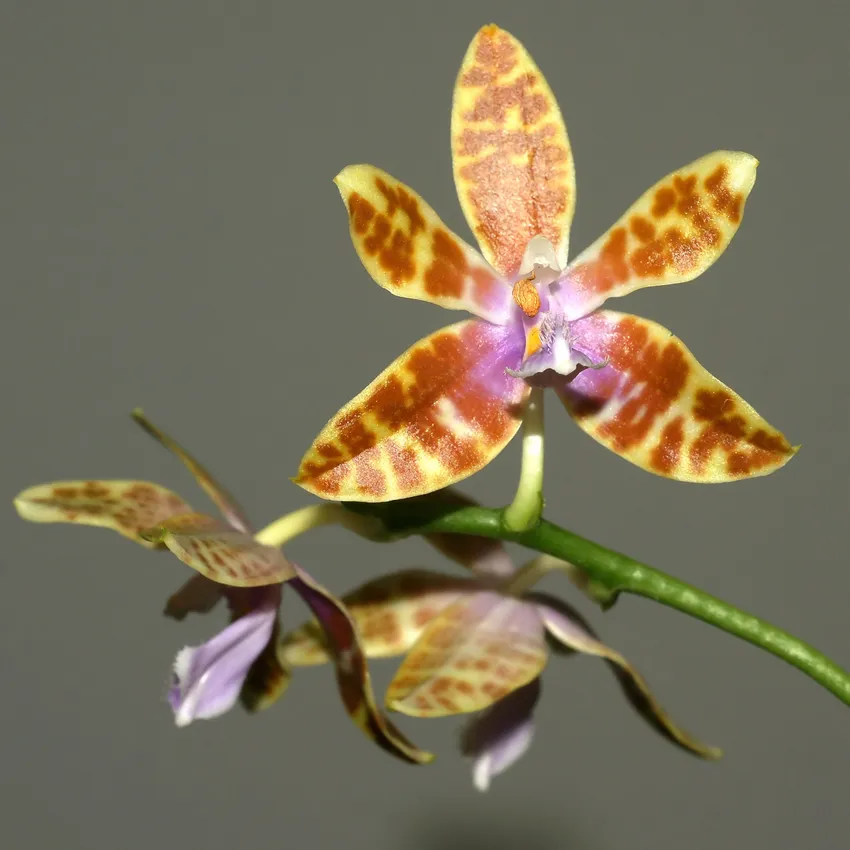 phalaenopsis mariae plant showing characteristic features