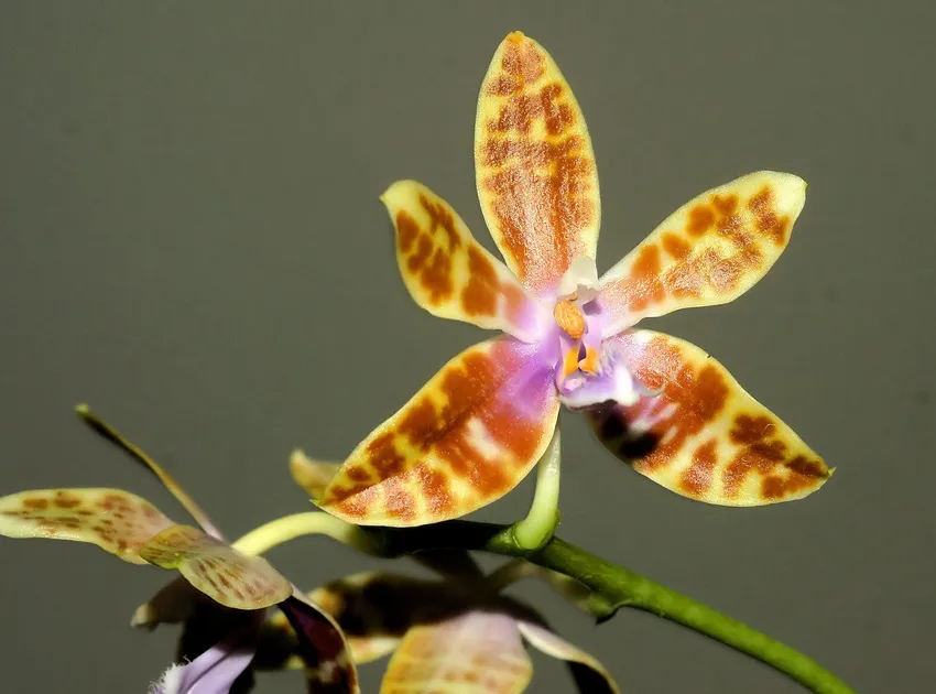 phalaenopsis mariae plant showing characteristic features