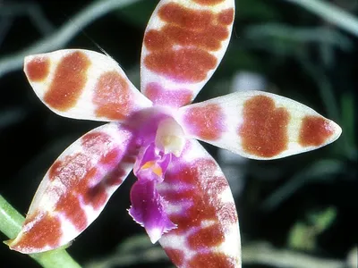 phalaenopsis mariae thumbnail