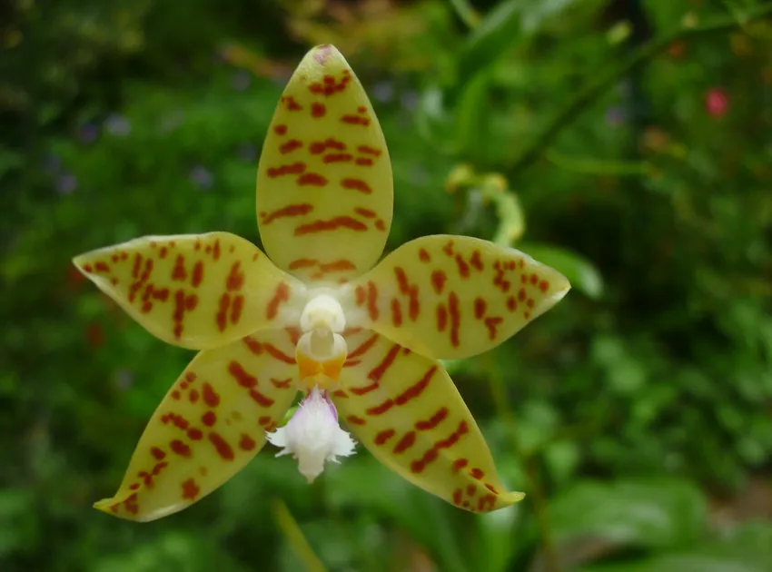 phalaenopsis pallens plant showing characteristic features