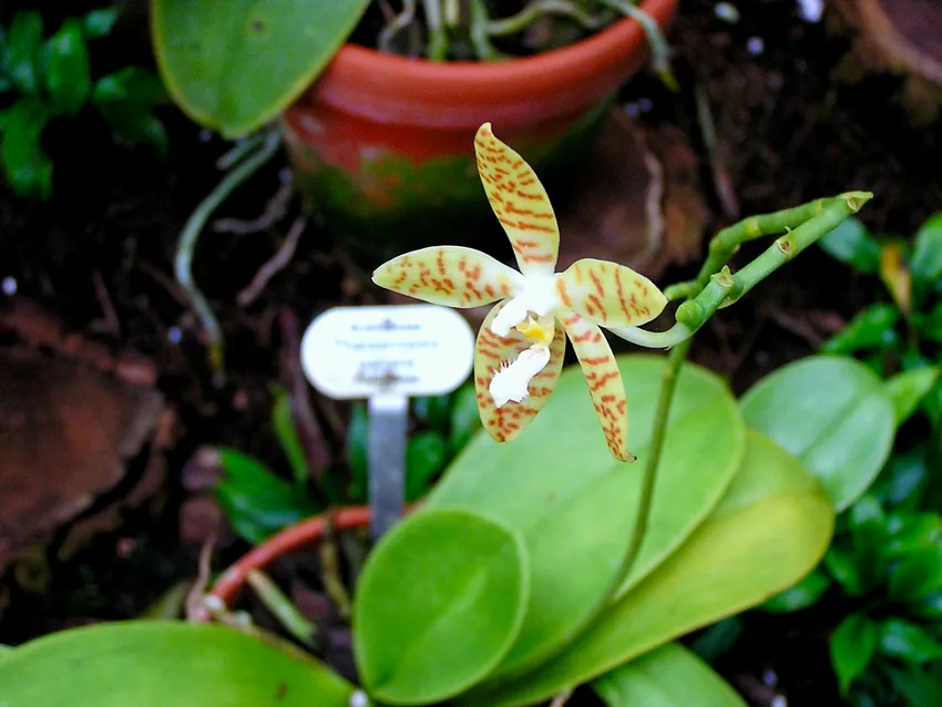 phalaenopsis pallens plant showing characteristic features