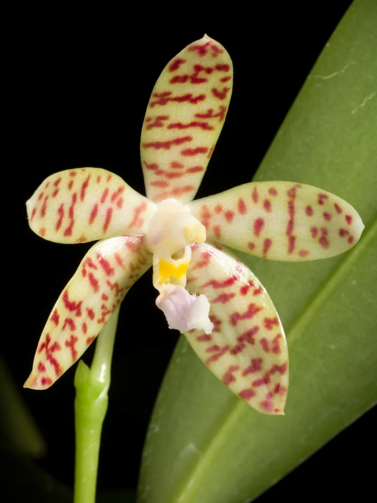 phalaenopsis pallens plant showing characteristic features