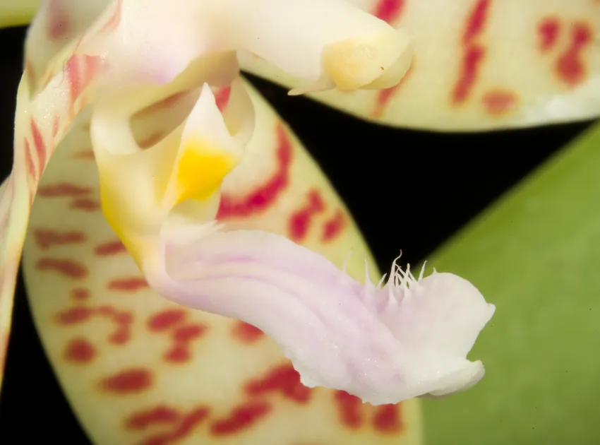 phalaenopsis pallens plant showing characteristic features